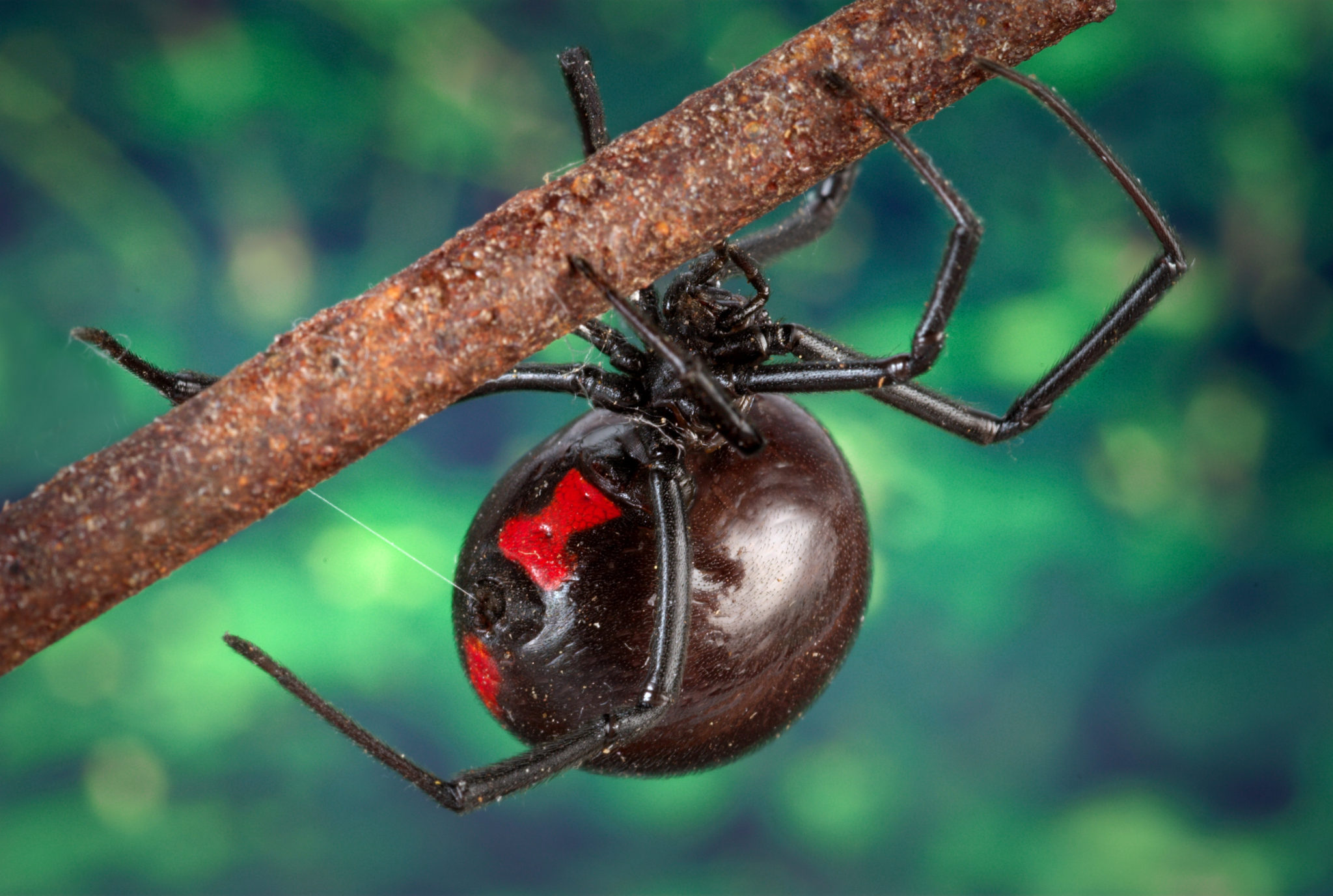 Black Widow logo spiders