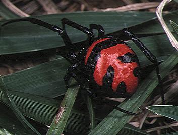 Japan's Black Widow Spiders