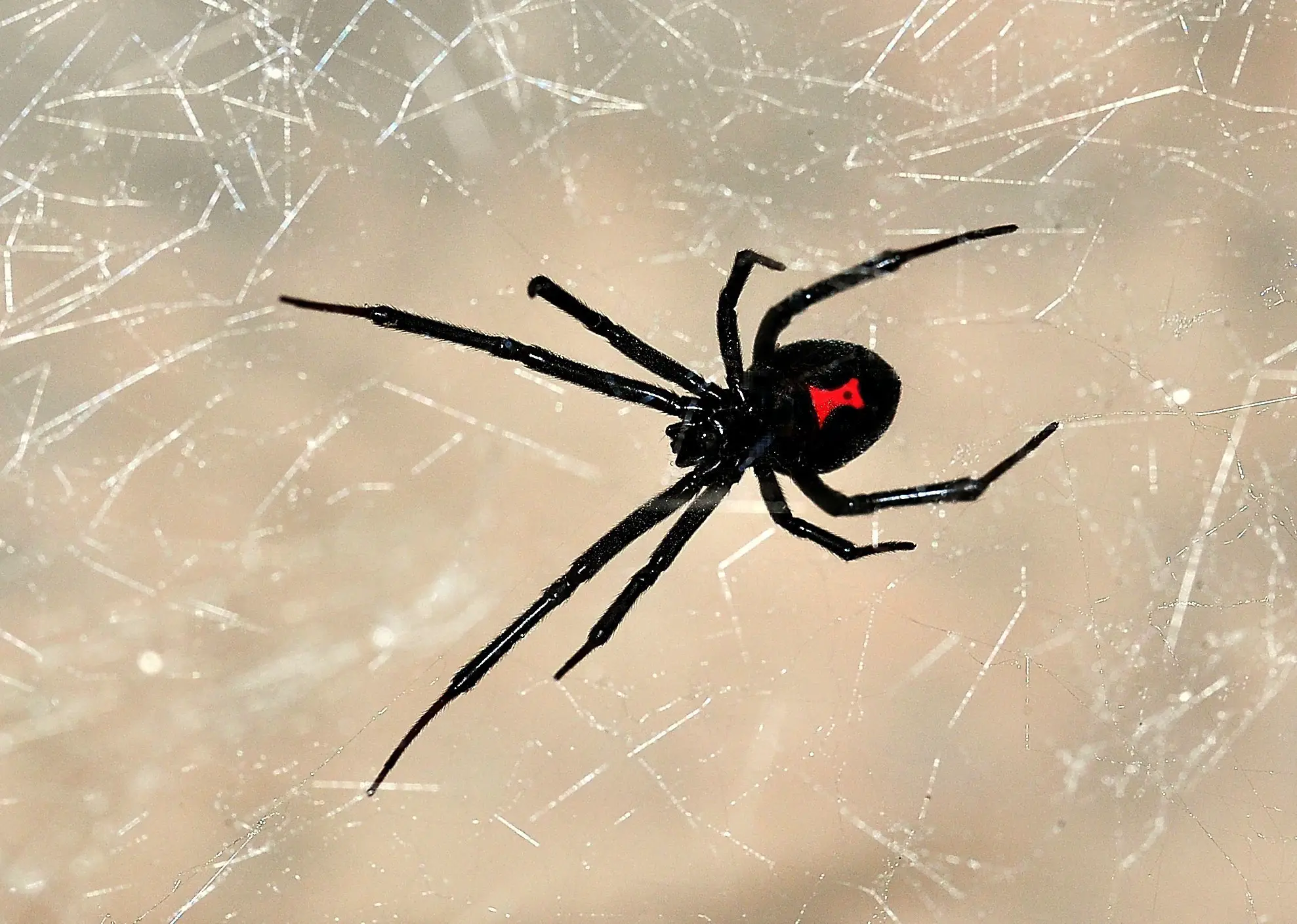 black widow logo spiders